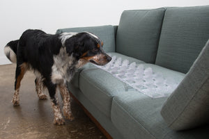 keep dogs off sofa